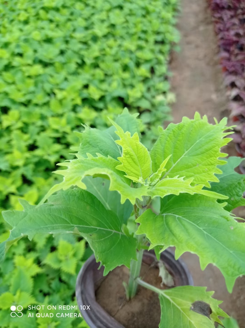 彩叶草彩叶草杯苗死苗补发量大可优惠