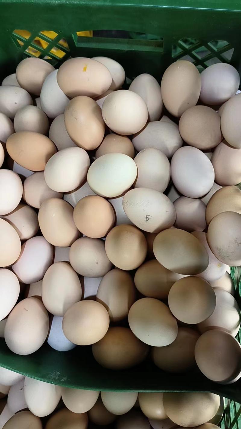 【推荐】山东绿壳土鸡蛋供应市场商超电商量大价优