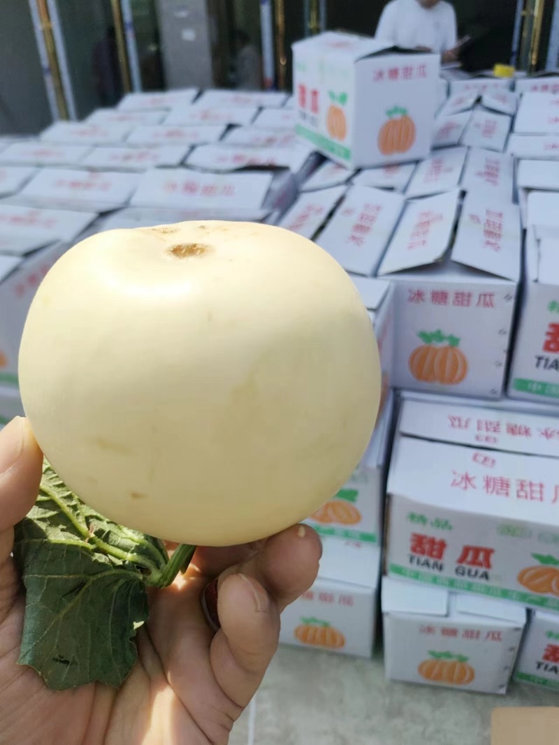 甜瓜白莎蜜甜瓜1斤以上，口感甜脆，一手货源，随到随收