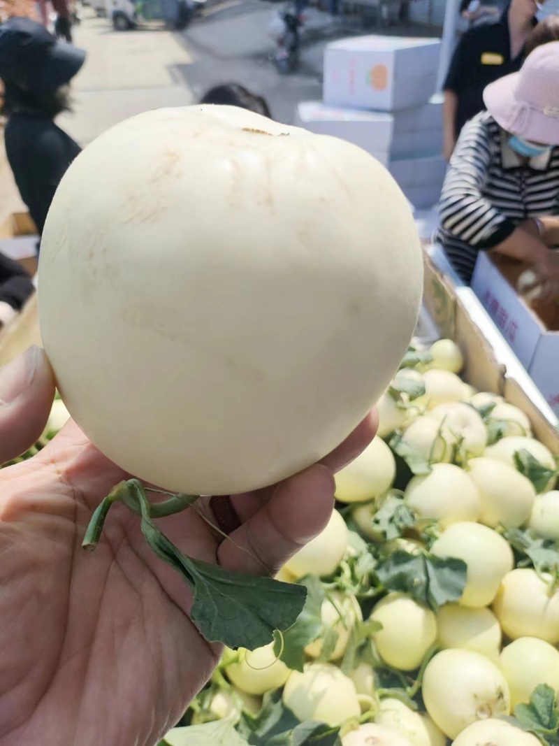 甜瓜白莎蜜甜瓜1斤以上，口感甜脆，一手货源，随到随收