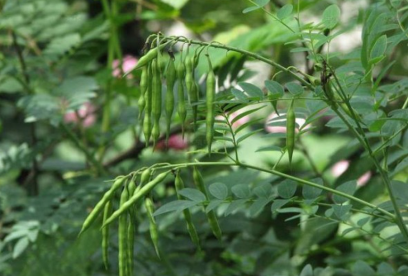 新苦参种子种植简单价值不菲对土壤要求不严可在线交易