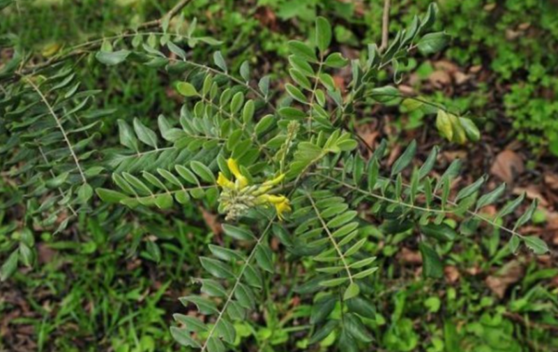 新苦参种子种植简单价值不菲对土壤要求不严可在线交易