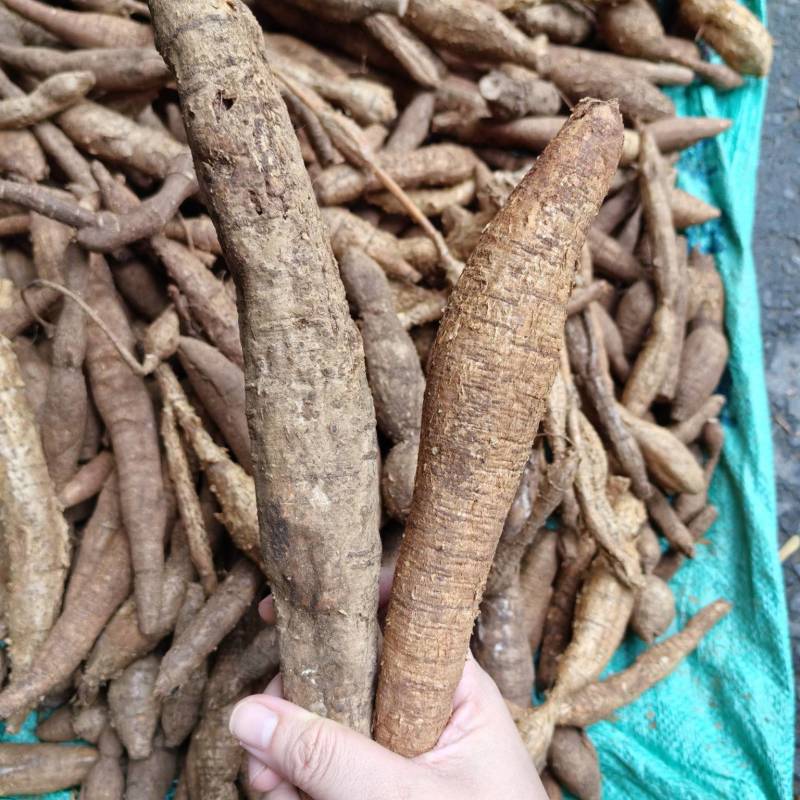 野生牛大力