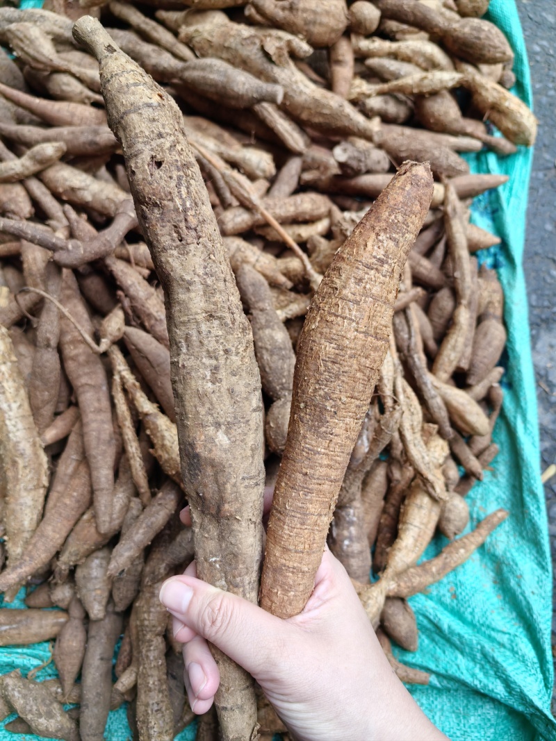 野生牛大力