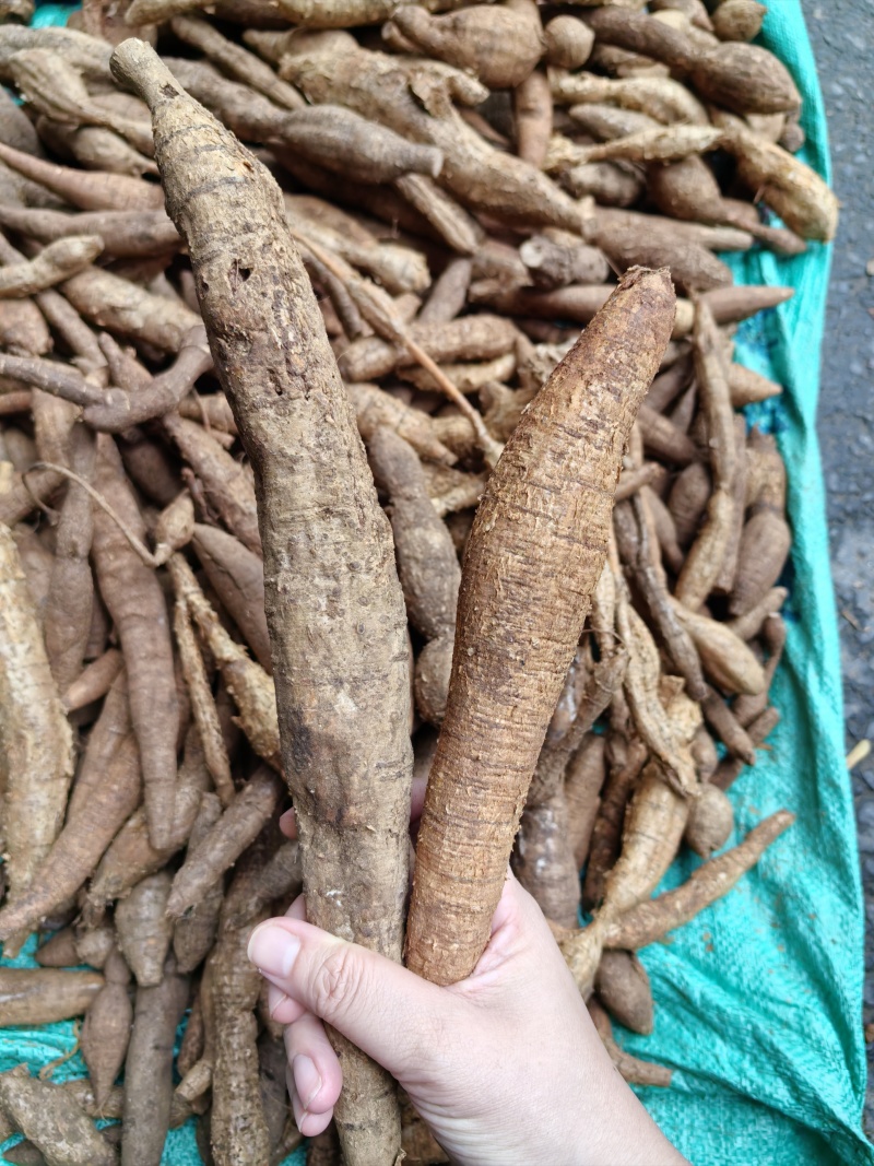 野生牛大力