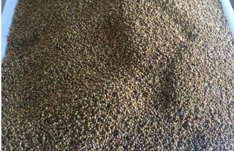 新苦参种子种植简单价值不菲对土壤要求不严可在线交易