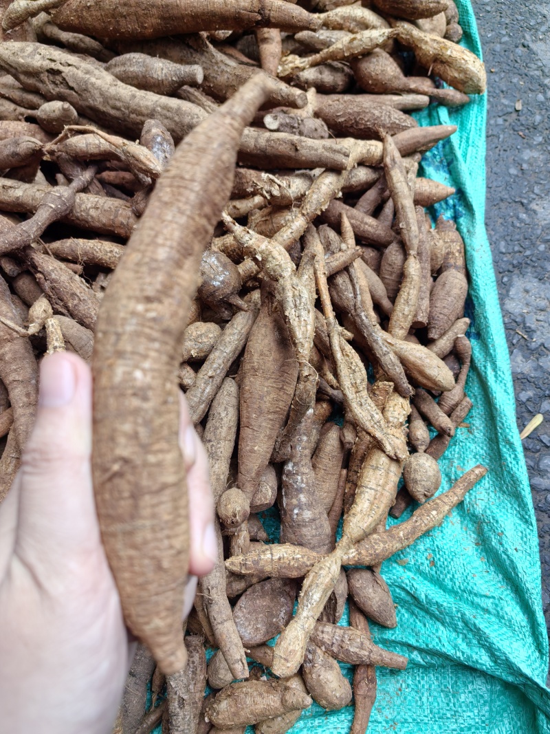 野生牛大力