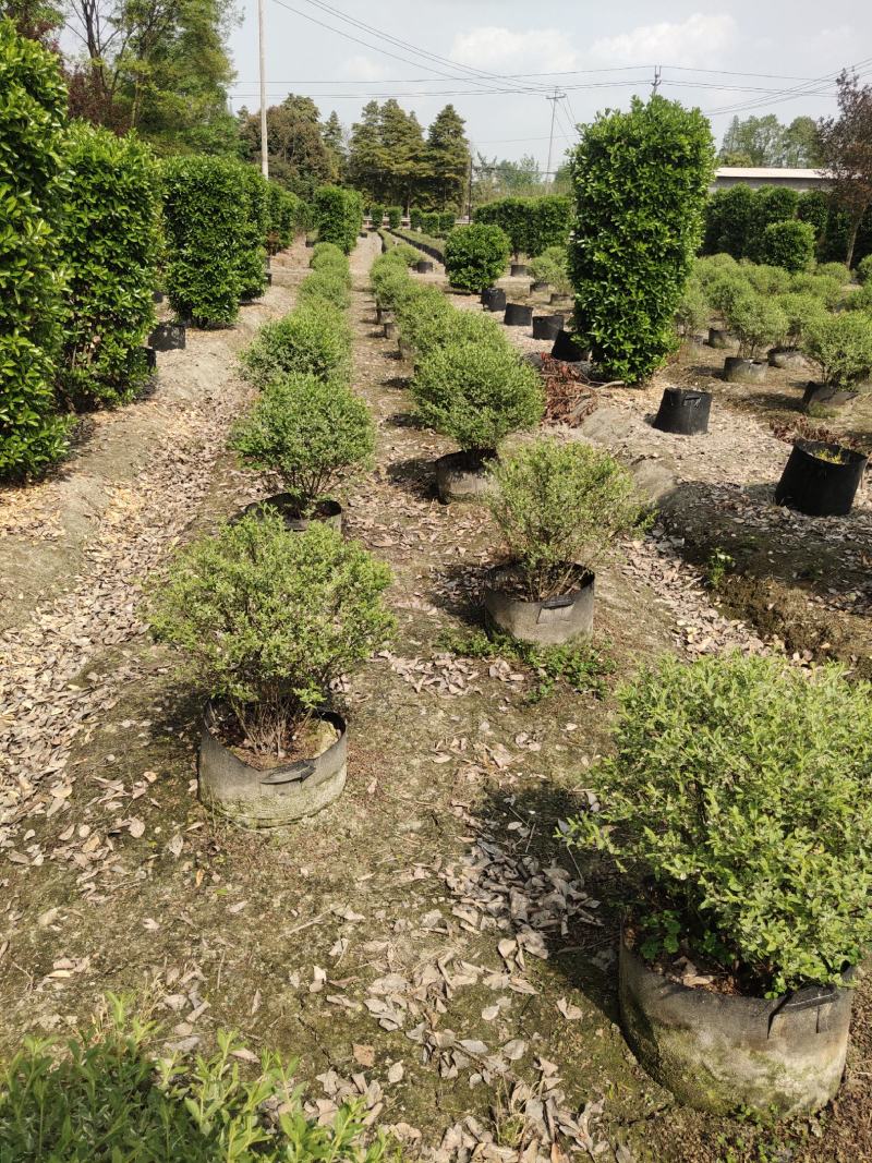 银姬小蜡球基地大量供应各种规格齐全品质优