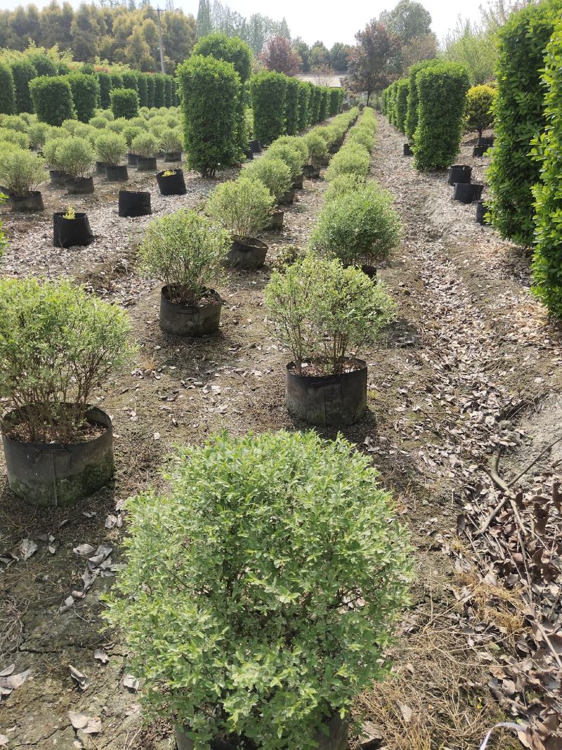 银姬小蜡球基地大量供应各种规格齐全品质优