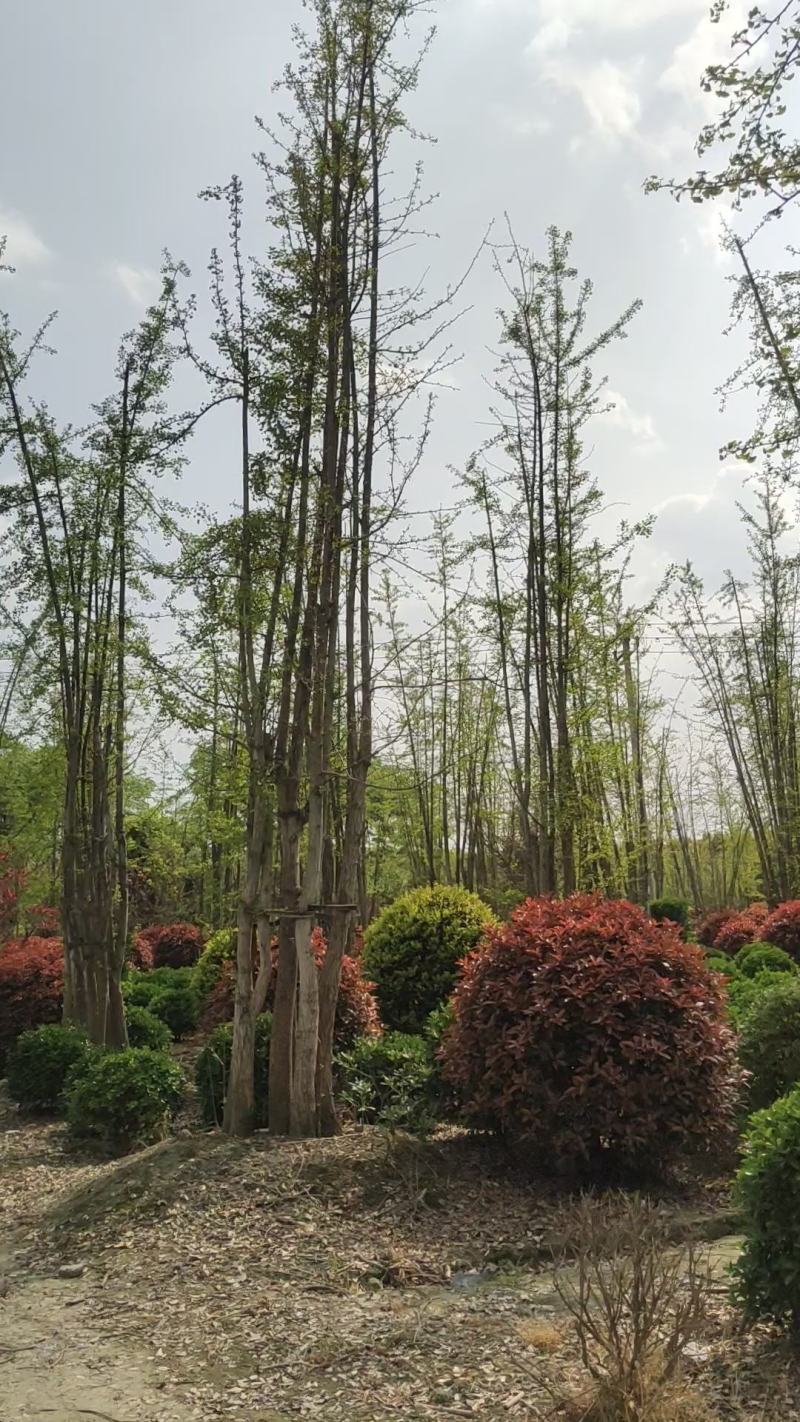 丛生银杏树白果树5-7杆树形好带土球发货