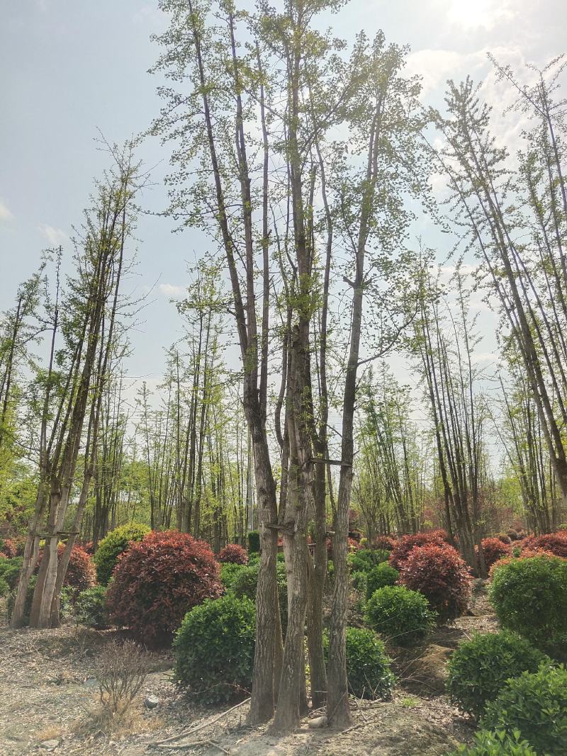 丛生银杏树白果树5-7杆树形好带土球发货