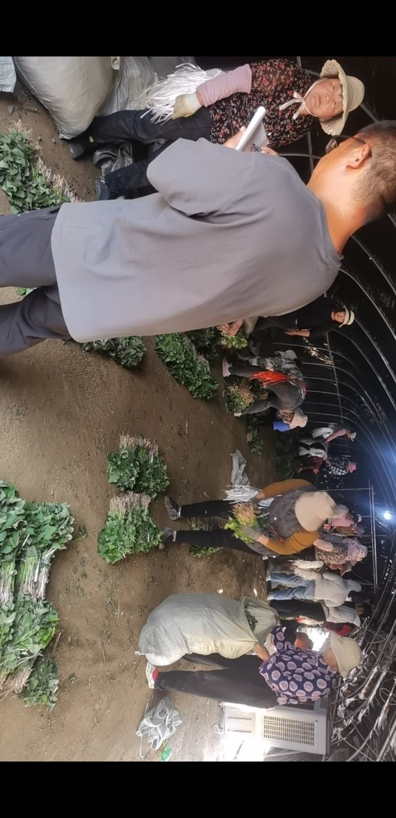 济薯26.西瓜红.紫薯.哈蜜.济薯25等品种齐全欢迎选购