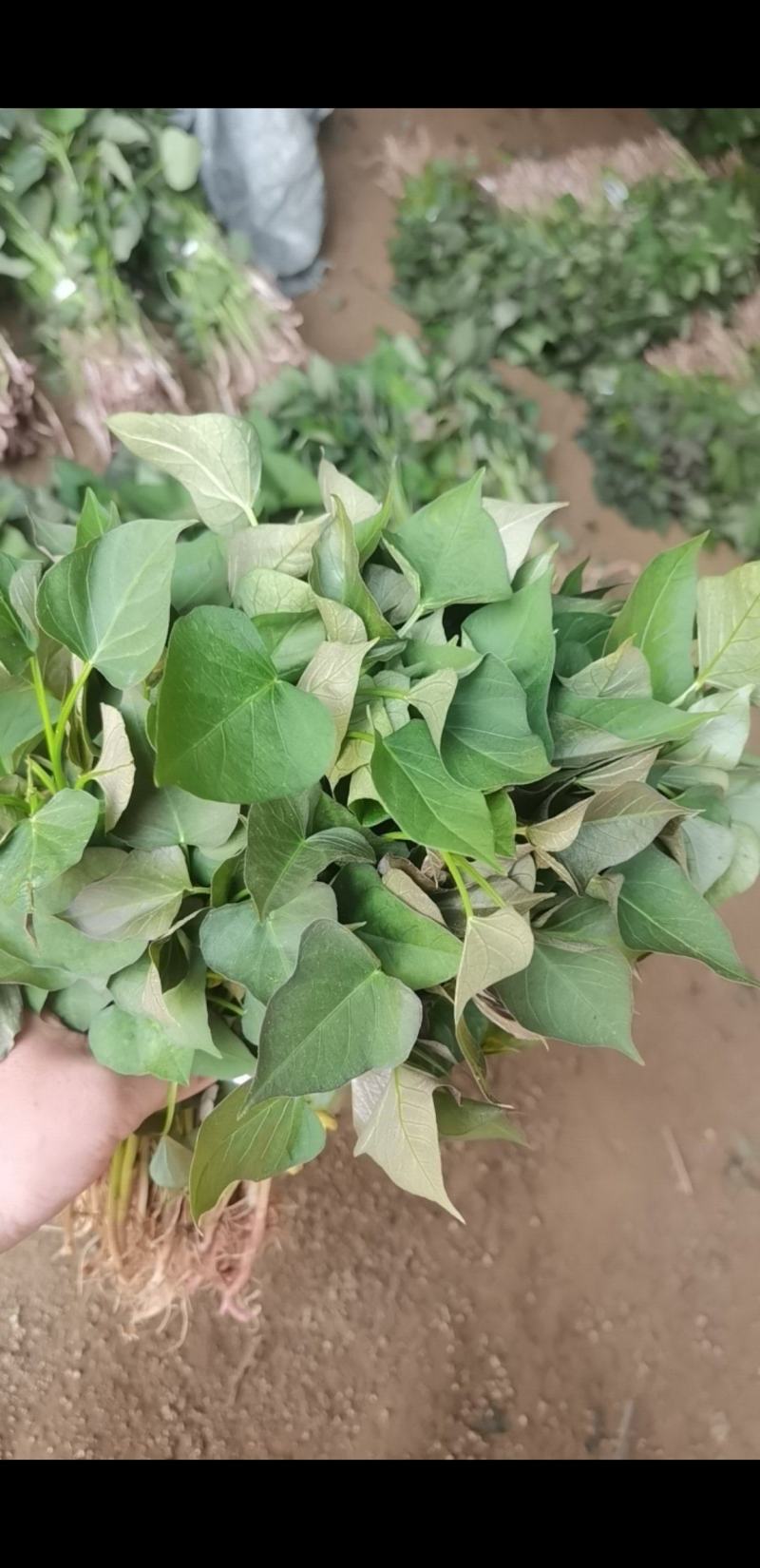 济薯26.西瓜红.紫薯.哈蜜.济薯25等品种齐全欢迎选购