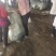 济薯26.西瓜红.紫薯.哈蜜.济薯25等品种齐全欢迎选购