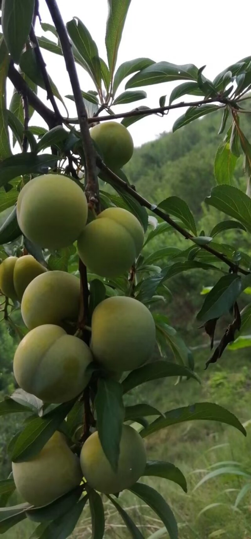 蜂糖李，香脆甜正宗蜂糖李，保证品质