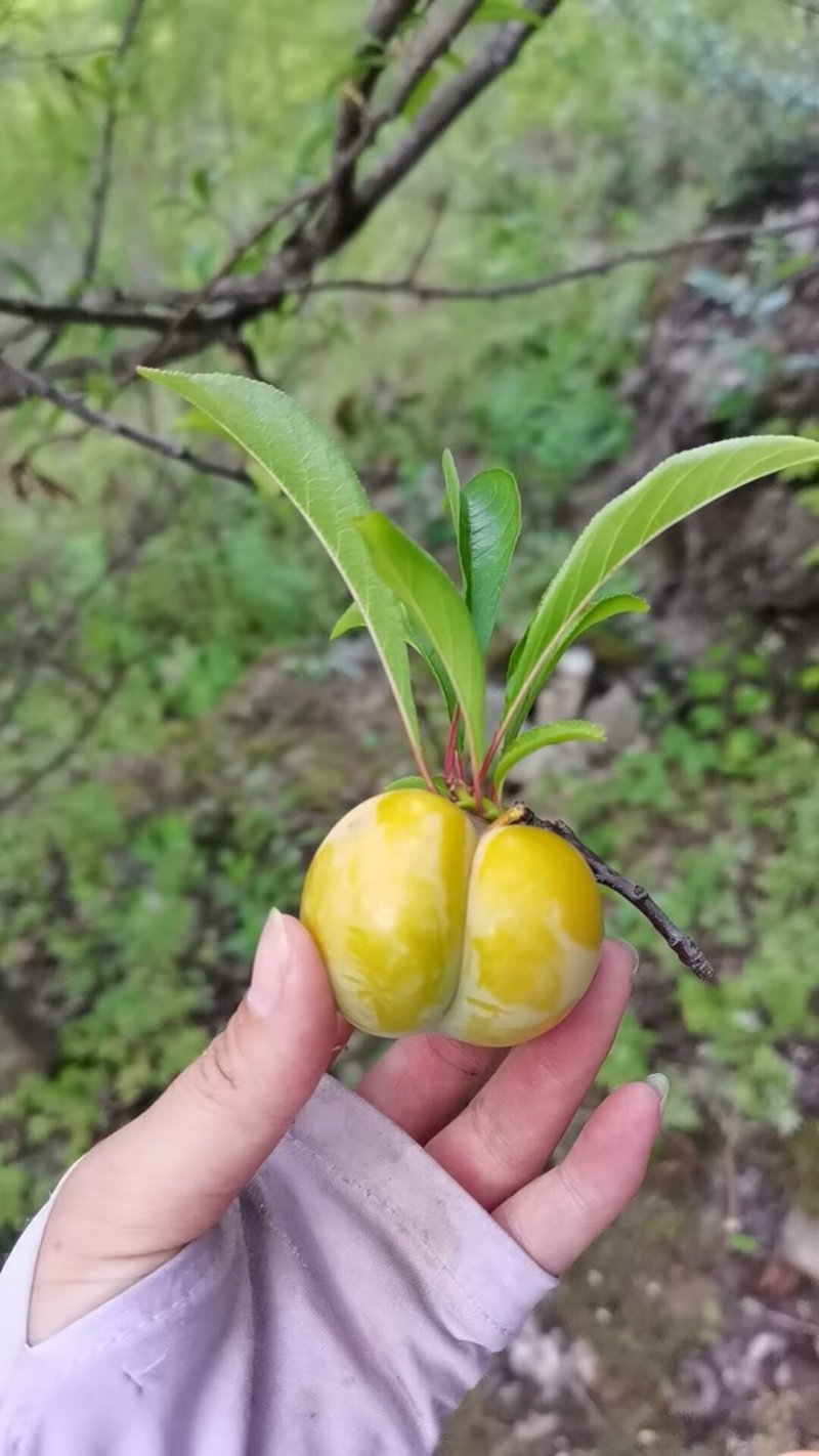 蜂糖李，香脆甜正宗蜂糖李，保证品质