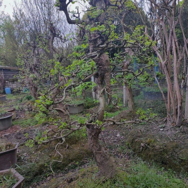 银杏桩头基地出售中价格实惠品种优良