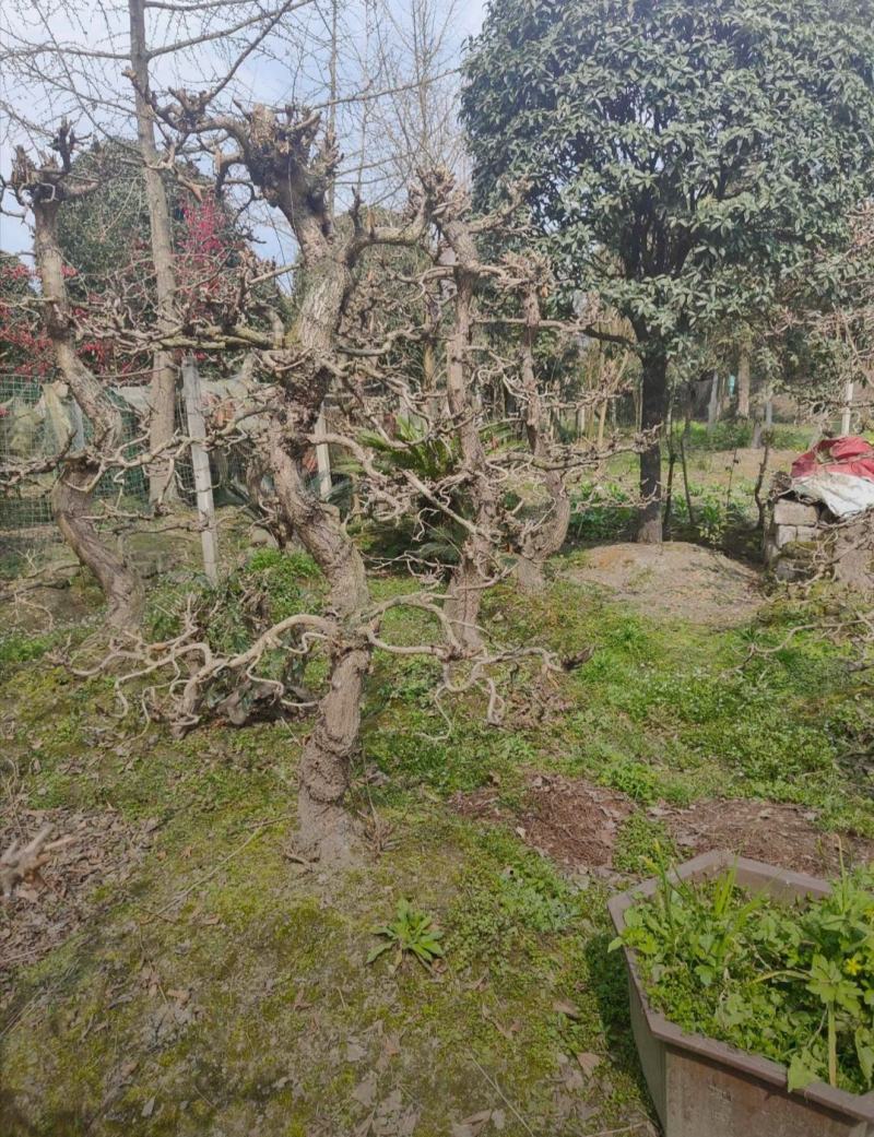 银杏桩头基地出售中价格实惠品种优良