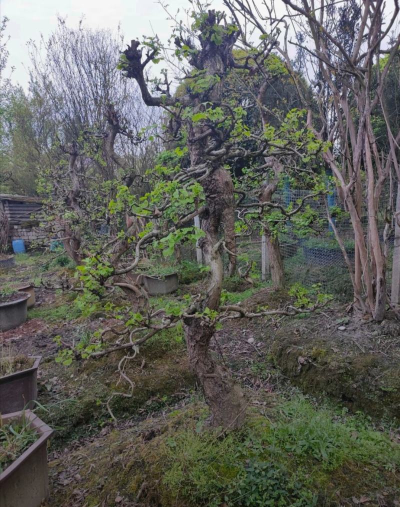 银杏桩头基地出售中价格实惠品种优良