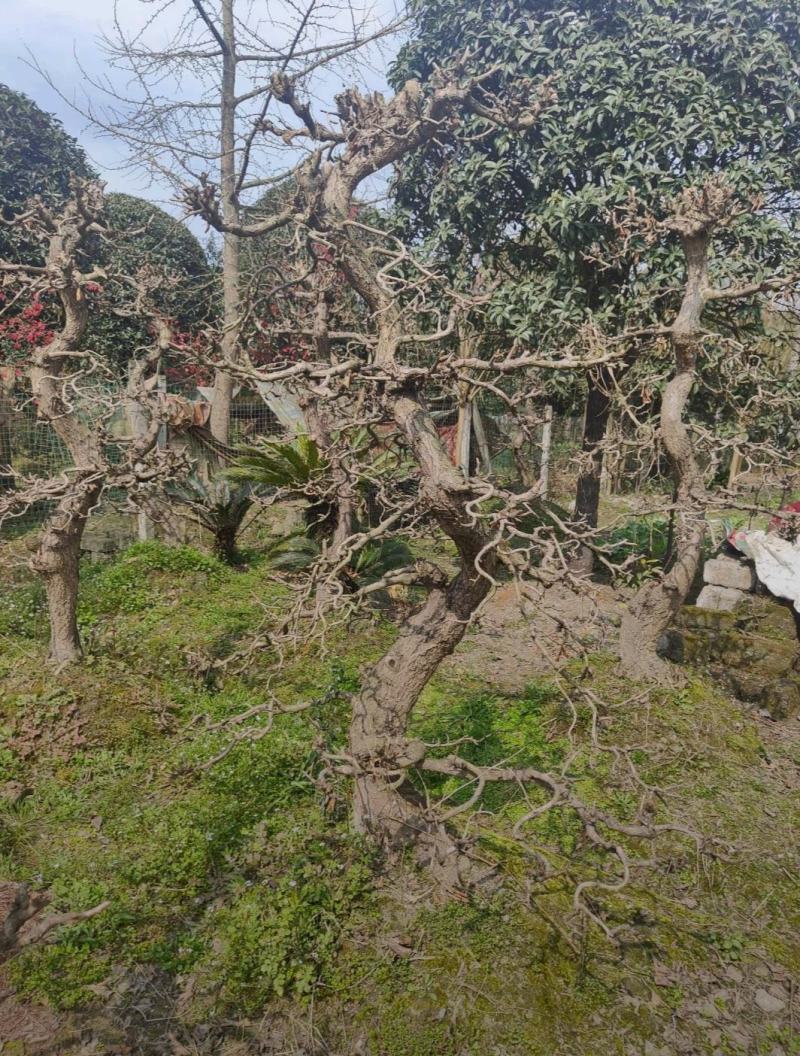 银杏桩头基地出售中价格实惠品种优良
