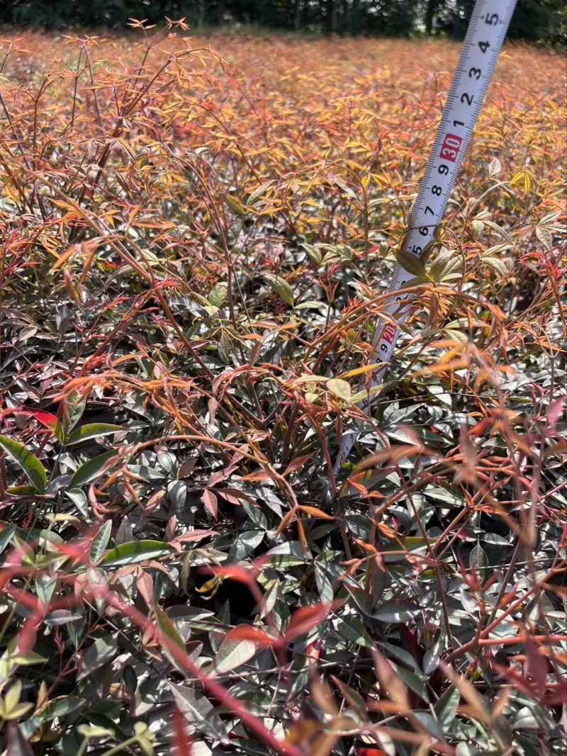 南天竹红叶苗圃基地批发南天竹报价成都南天竹量大南天竹