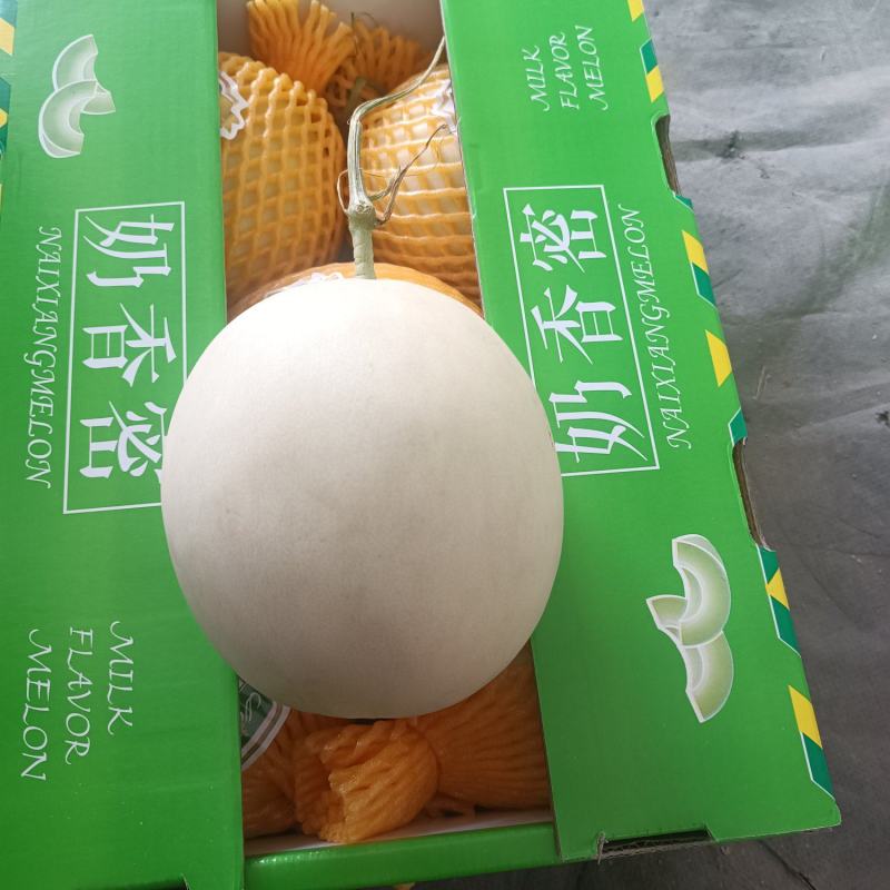 海南玉菇甜瓜