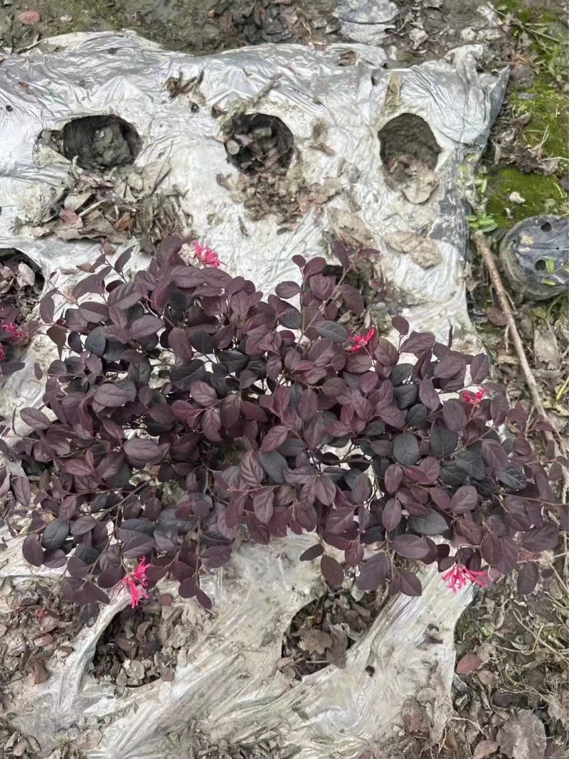 郫都区红继木种植基地，红继木种植户自家货源，成都红继木价