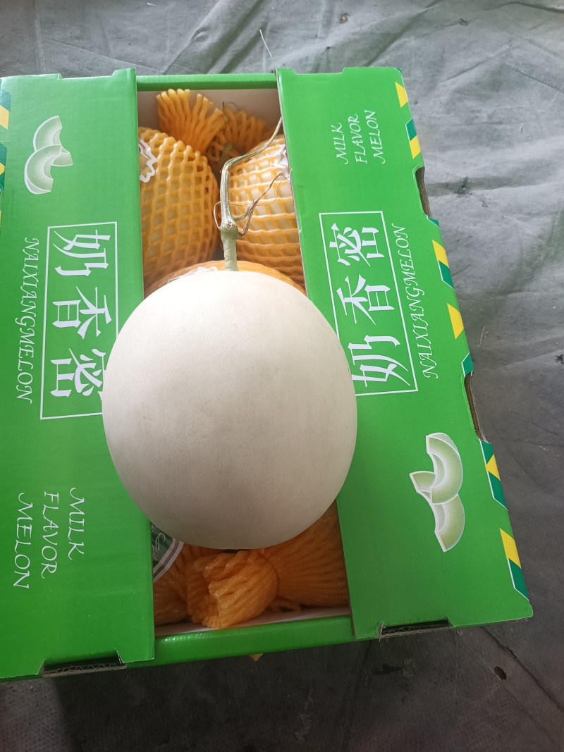 海南玉菇甜瓜