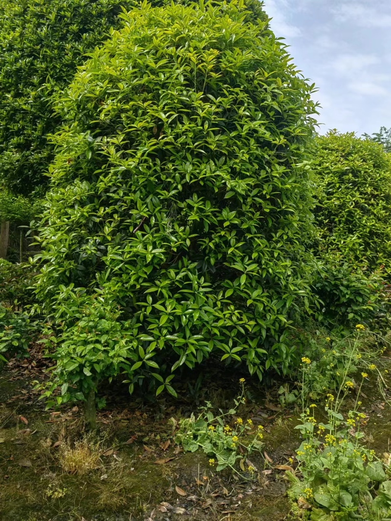地笼子桂花四川基地直供量大规格齐全的地笼桂花量大从优