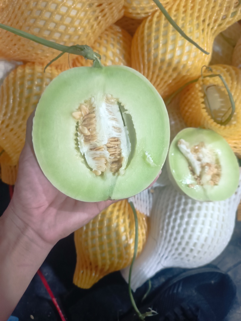 海南玉菇甜瓜