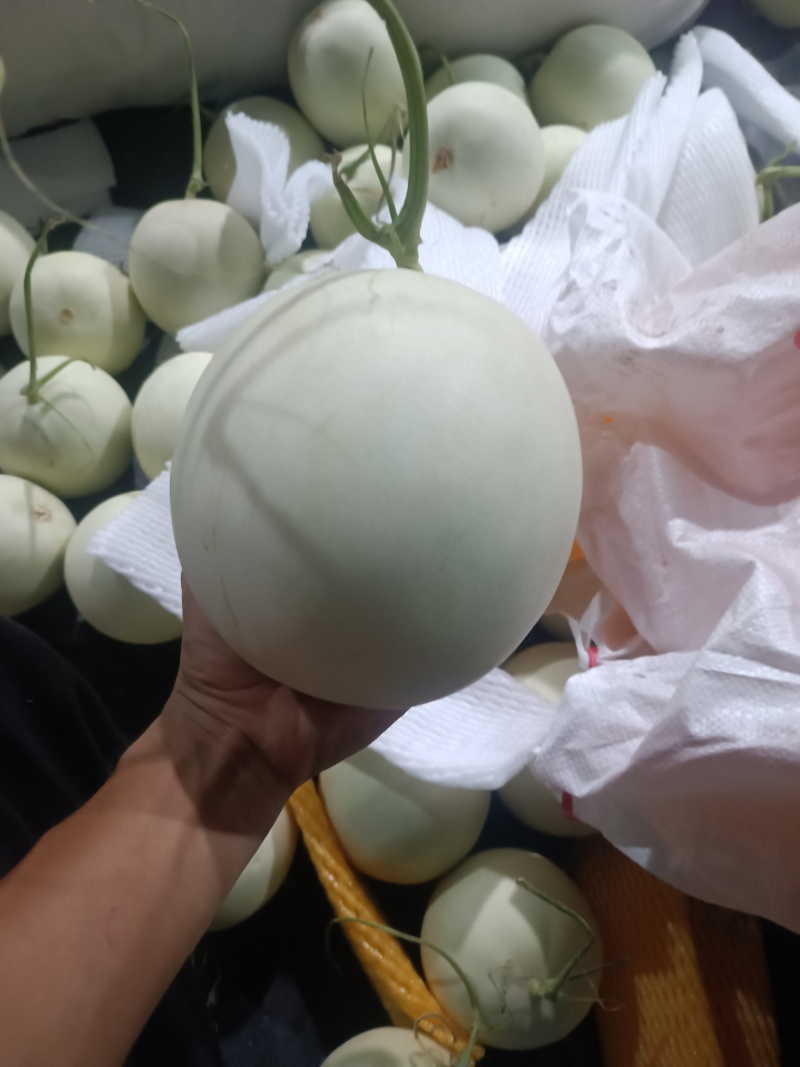 海南玉菇甜瓜