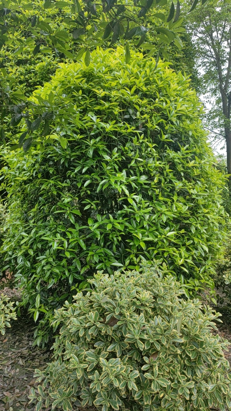 地笼子桂花四川基地直供量大规格齐全的地笼桂花量大从优