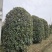 地笼子桂花四川基地直供量大规格齐全的地笼桂花量大从优