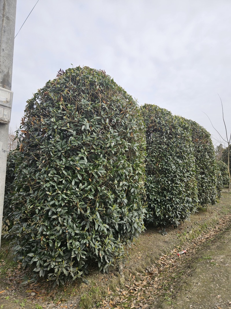 地笼子桂花四川基地直供量大规格齐全的地笼桂花量大从优
