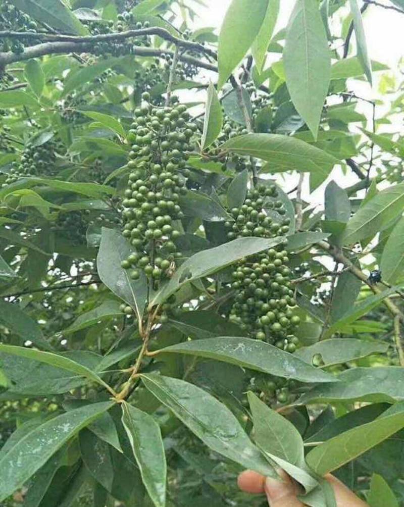广西贺州改良中叶高产木姜子苗，中叶优质苗木，现货供应