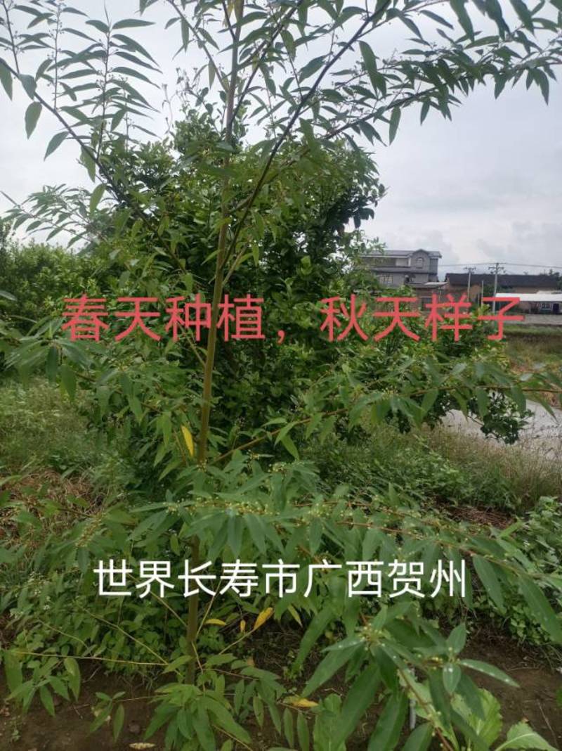 广西贺州改良中叶高产木姜子苗，中叶优质苗木，现货供应