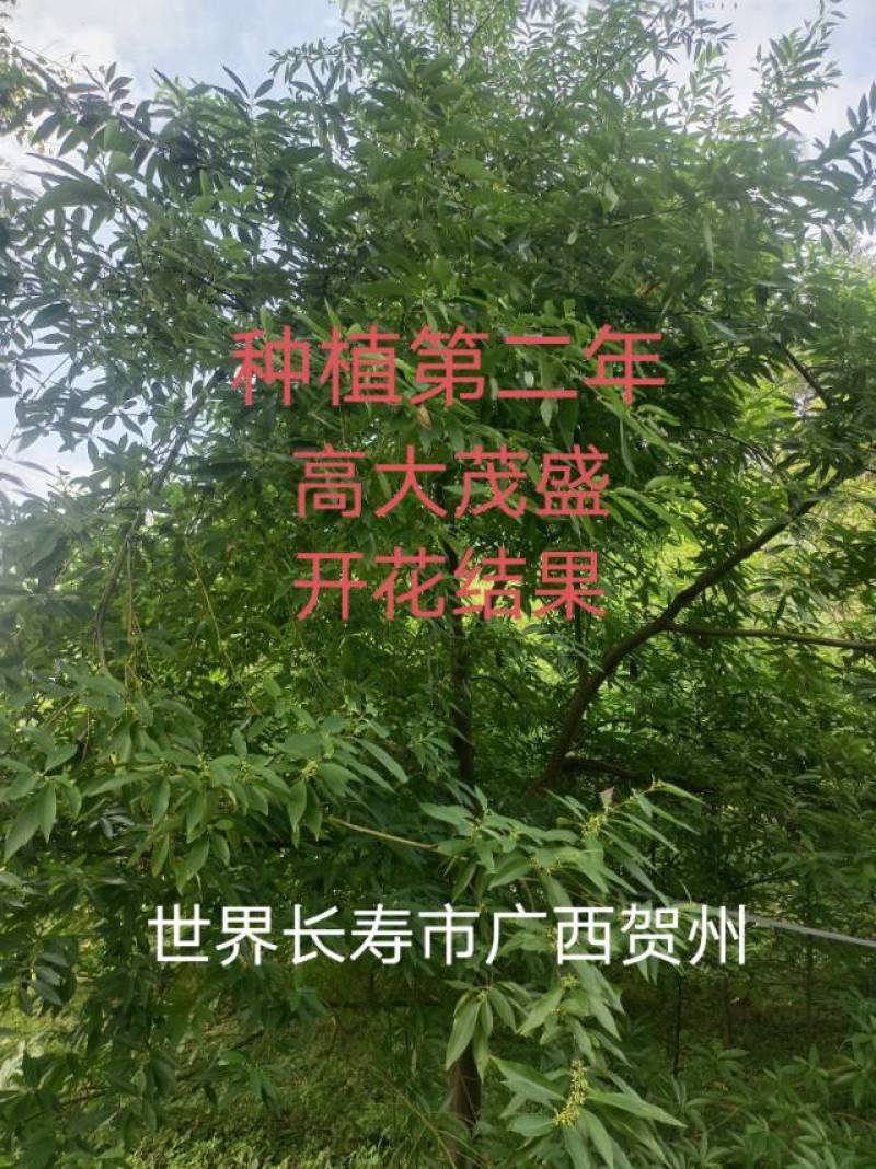 广西贺州改良中叶高产木姜子苗，中叶优质苗木，现货供应