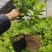 蓝莓苗基地蓝莓树苗当年栽当年结果适合盆栽地栽现挖现卖