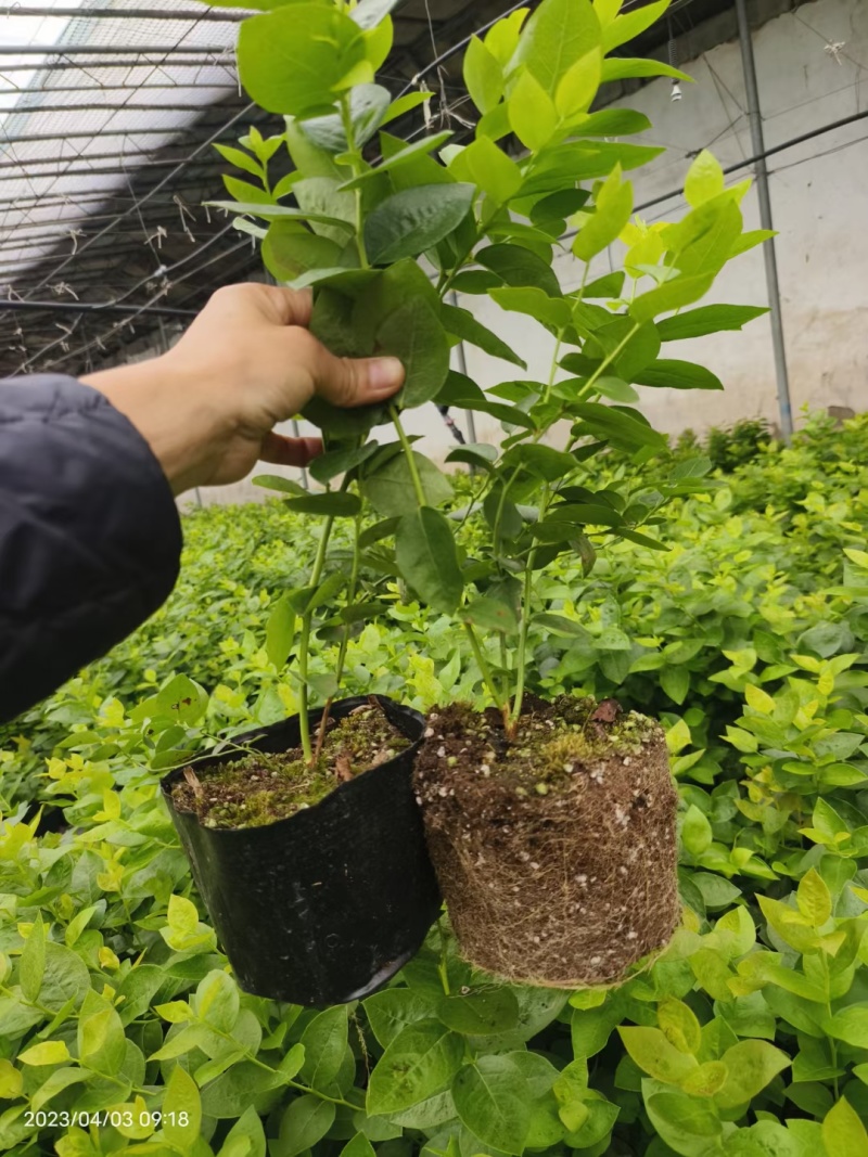 蓝莓苗基地蓝莓树苗当年栽当年结果适合盆栽地栽现挖现卖