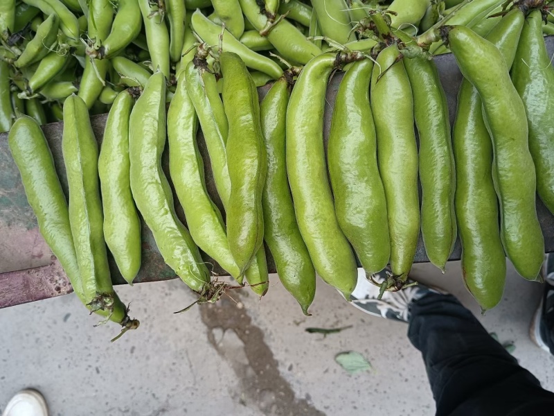 陕西优质蚕豆胡豆颗粒饱大白豆产地直供