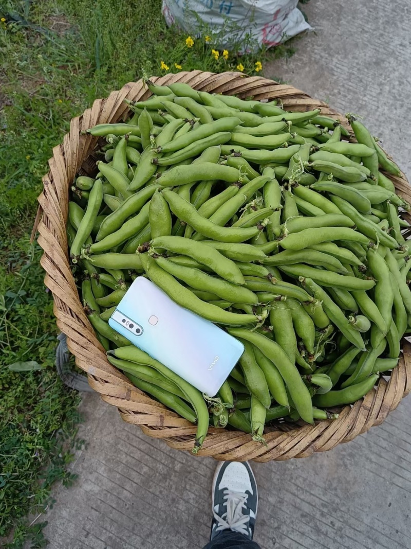 陕西优质蚕豆胡豆颗粒饱大白豆产地直供