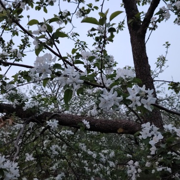 顺平苹果