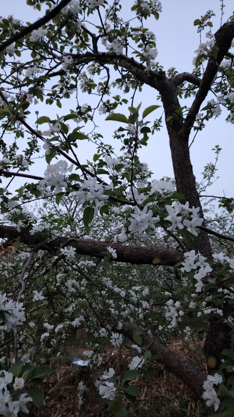 顺平苹果