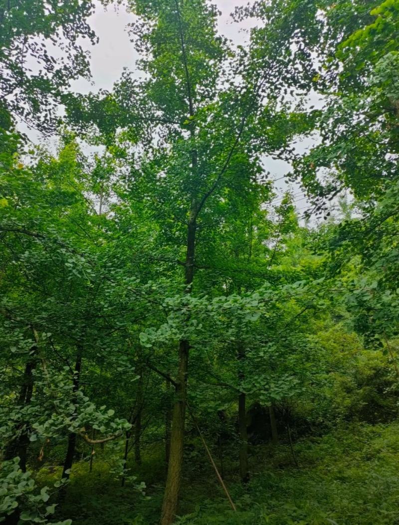 18公分银杏树白果树大型苗木基地树形优美