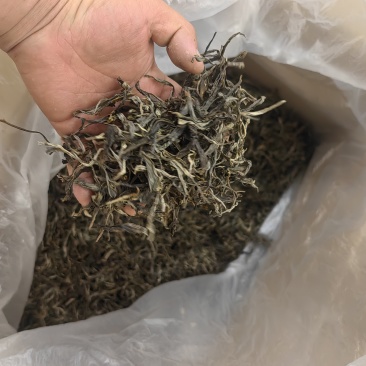 云南省临沧市忙洪乡户南土司贡茶