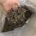 云南省临沧市忙洪乡户南土司贡茶