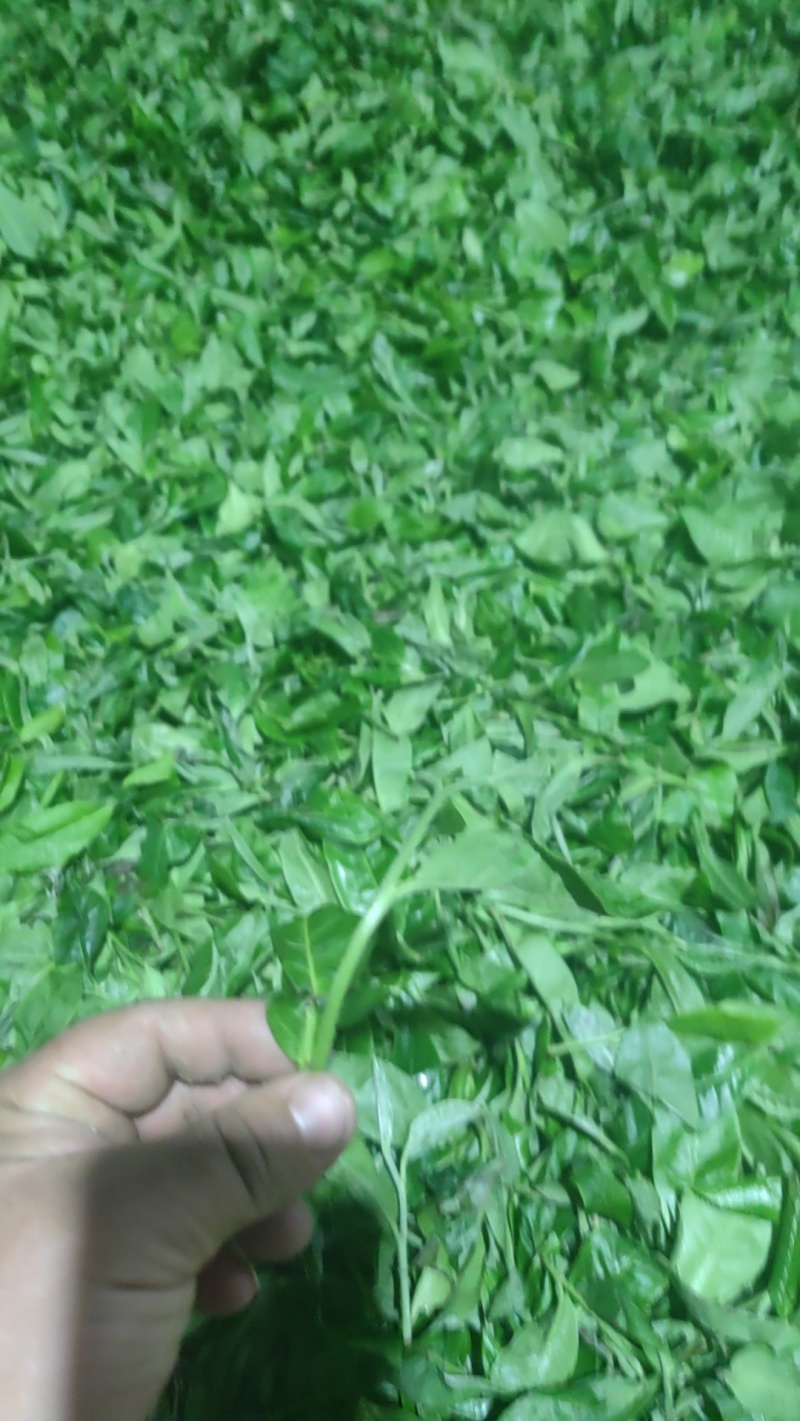 云南省临沧市忙洪乡户南土司贡茶