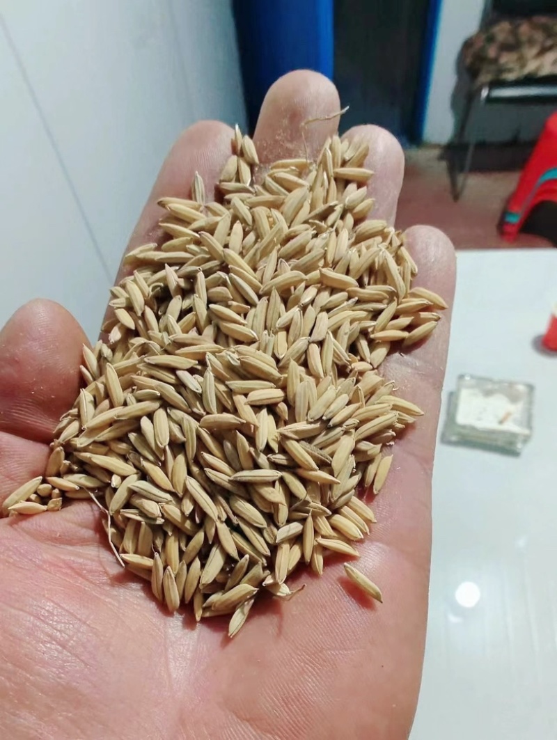 23年丰两优，价格优惠！
