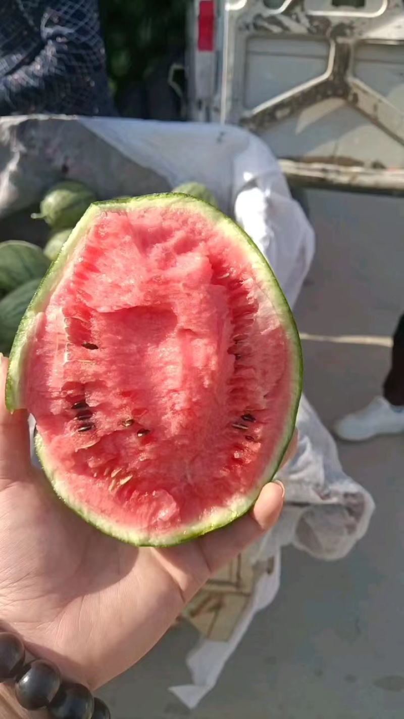 【人气】早春红玉全美2K牛奶爆瓜小皮薄大红瓤承接电商平台