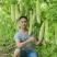 苦瓜嫁接苗帅丰苦瓜苗大刺瘤绿白色高产苦瓜品种品质好
